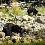 Bears - Canada 2012