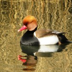 London Wetlands Centre, 2009