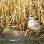 London Wetlands Centre, 2009