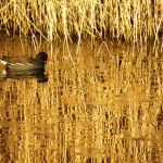 London Wetlands Centre, 2009