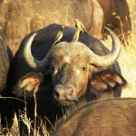 Buffalo, South Arica 2010