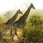 Giraffes, South Africa 2010