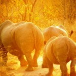 Rhinos, South Africa 2010