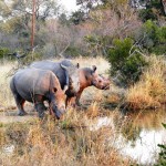Rhinos, South Africa 2010