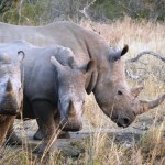 Rhinos, South Africa 2010
