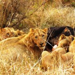 Hungry Lions, South Africa 2010