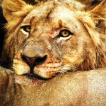 Lion, South Africa 2010