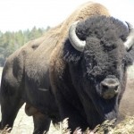 Beefalo - US 2011