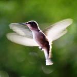 Hummingbird - US 2011