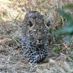 Baby Leopard - South Africa