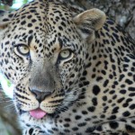 Leopard - South Africa