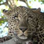 Leopard - South Africa