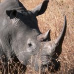 Rhino - South Africa