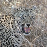 Leopard - South Africa