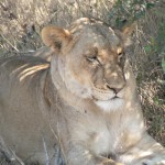 Lioness - South Africa