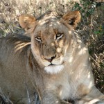 Lioness - South Africa