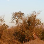 Cheetah - South Africa