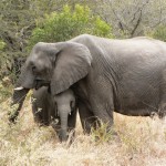 Elephants - South Africa