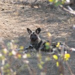 Wild Dog - Botswana