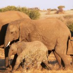 Elephants - Botswana 