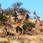 Giraffe Party, Kenya 2006