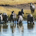 Zebras, NgoroNgoro 2006