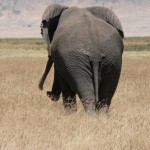 Old Elephant, NgoroNgoro 2006