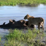 Hungry Lion - Botswana 2008