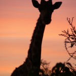 Giraffe - Botswana 2008