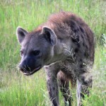 Hyena - Botswana 2008