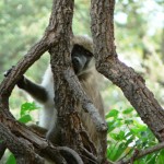 Cheeky Monkey - Botswana 2008