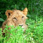 Lion - Botswana 2008
