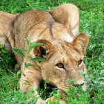 Lion - Botswana 2008