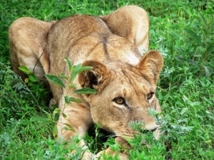 Lion - Botswana 2008