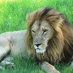 Lion - Botswana 2008