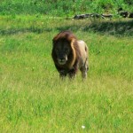 Lion - Botswana 2008