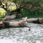 Sleeping Lions - Botswana 2008