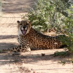 Cheetah - Namibia 2009