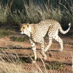 Cheetah - Namibia 2009