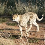 Cheetah - Namibia 2009