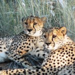 Cheetahs - Namibia 2009