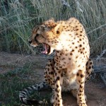 Cheetah - Namibia 2009