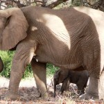 Elephants - Namibia 2009