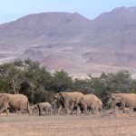 Elephants - Namibia 2009