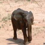 Baby Elephant - Namibia 2009